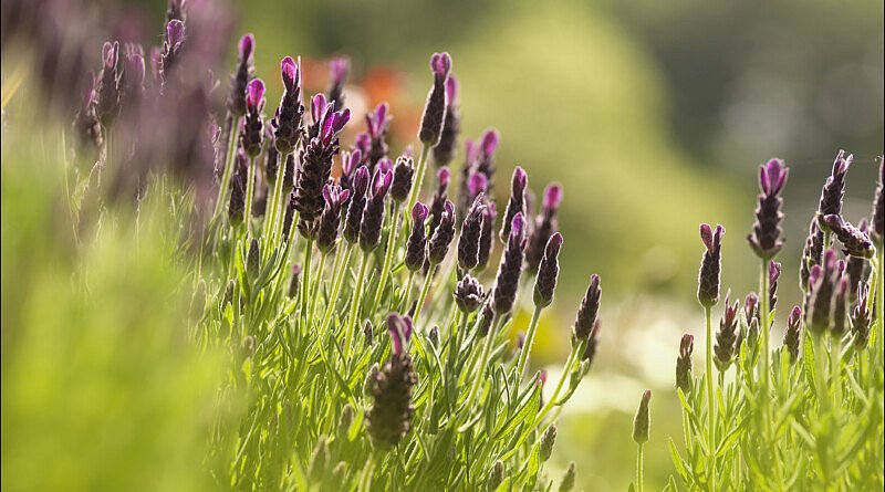 le manoir hof&huis event tuinbeurs Chic gardens outdoor magazine outdoor living outdoor trends outdoor design architectuur exclusieve tuinen chique villa luxe tuinmagazine agenda evenement to do activiteit open tuin bezoektuin tips inspiratie agenda kalender tuinieren natuur tuinliefhebbers