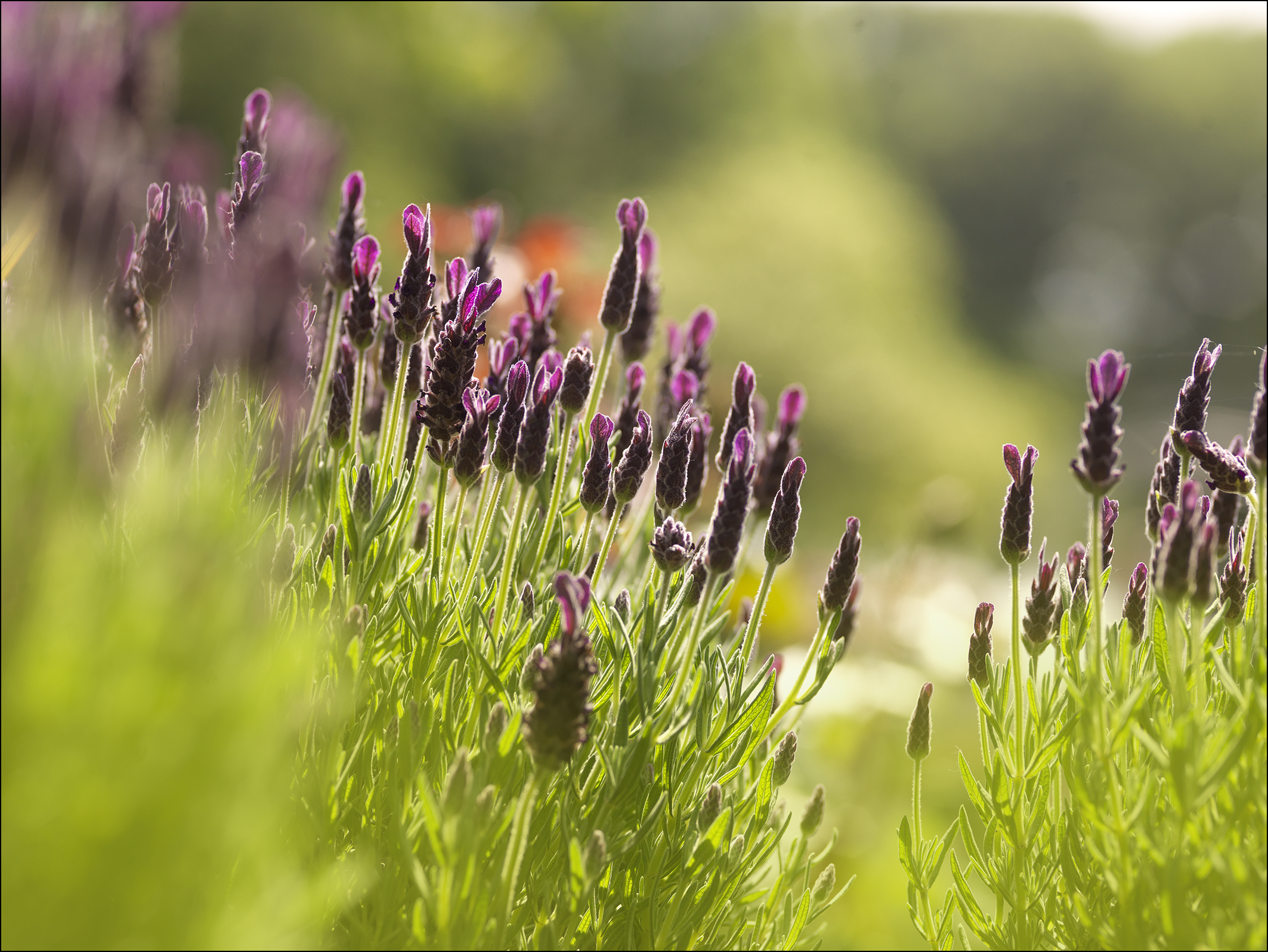 le manoir hof&huis event tuinbeurs Chic gardens outdoor magazine outdoor living outdoor trends outdoor design architectuur exclusieve tuinen chique villa luxe tuinmagazine agenda evenement to do activiteit open tuin bezoektuin tips inspiratie agenda kalender tuinieren natuur tuinliefhebbers