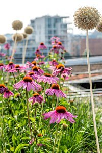 Dakterras Puur Groen daktuinen daken tuinen exclusief nieuw België stad stadsgroen appartementen tuininspiratie liefhebbers architectuur tuinarchitectuur outdoor living buitenruimte sfeervol luxe bloemen planten Jan Nickmans tuinaanlegger penthouse tuintontwerp magazine Chic Gardens