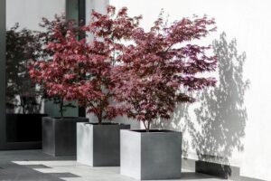 Tuinen Van Vlasselaer Kristof Van Vlasselaer droomtuin tuinaanleg tuinonderhoud zwemvijvers tuinarchitectuur tuinaanlegger groenbedrijf tuinen met stijl luxe tuinen villetuinen exlcusiev tuininspiratie natuurlijke tuin stadstuin Zemst magazine chic gardens