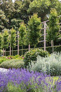 Tuinen Van Vlasselaer Kristof Van Vlasselaer droomtuin tuinaanleg tuinonderhoud zwemvijvers tuinarchitectuur tuinaanlegger groenbedrijf tuinen met stijl luxe tuinen villetuinen exlcusiev tuininspiratie natuurlijke tuin stadstuin Zemst magazine chic gardens
