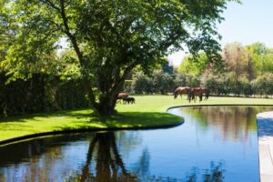 Ontdek de meest inspirerende zwemvijverprojecten van Cools tuinaanleg in Chic Gardens.