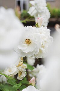 Chic Gardens magazine: Fotografe Véronique De Walsche neemt ons mee voor een wandeling door de tuin van topfchef Jan Van den Bon. Ze vertaalt wat ze ziet, ruikt en proeft in het prachtige boek 'Chefs en hun moestuin'.