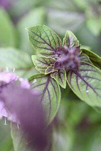 Chic Gardens magazine: Fotografe Véronique De Walsche neemt ons mee voor een wandeling door de tuin van topfchef Jan Van den Bon. Ze vertaalt wat ze ziet, ruikt en proeft in het prachtige boek 'Chefs en hun moestuin'.