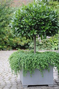 Chic Gardens: Op bezoek in het Lauretum van Jabbeke. Ontdek het nieuwe boek 'De laurier, het ganse jaar door'.