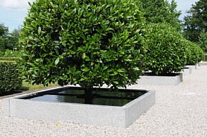 Chic Gardens: Op bezoek in het Lauretum van Jabbeke. Ontdek het nieuwe boek 'De laurier, het ganse jaar door'.