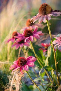Chic Gardens magazine voor outdoor living en design: Bekijk deze prachtige tuin in Lochristi waarin biodiversiteit centraal staat. Een project van Buitenburo.
