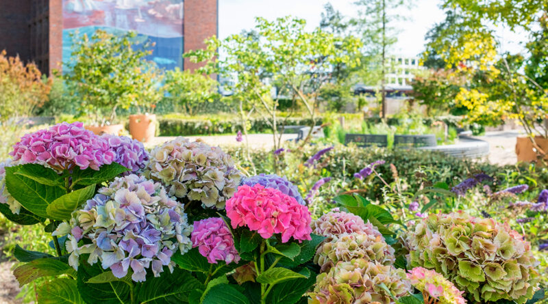 Houthavens Botanique, botanisch park in Amsterdam (Nederland)